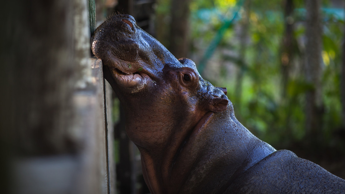 "Los hipopótamos ya no son africanos, son colombianos": activistas se oponen al plan de declarar los animales de Pablo Escobar como especie invasora