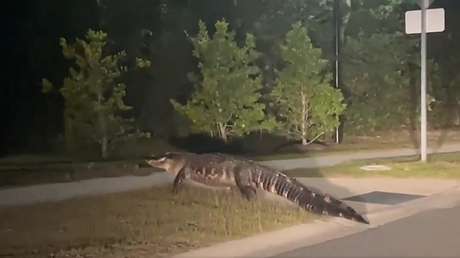 VIDEO: Captan al enorme "rey del barrio" reptiliano paseando por una calle