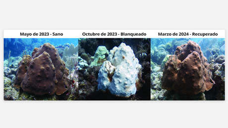 Los océanos están sufriendo un blanqueo masivo de los corales y esta es la razón