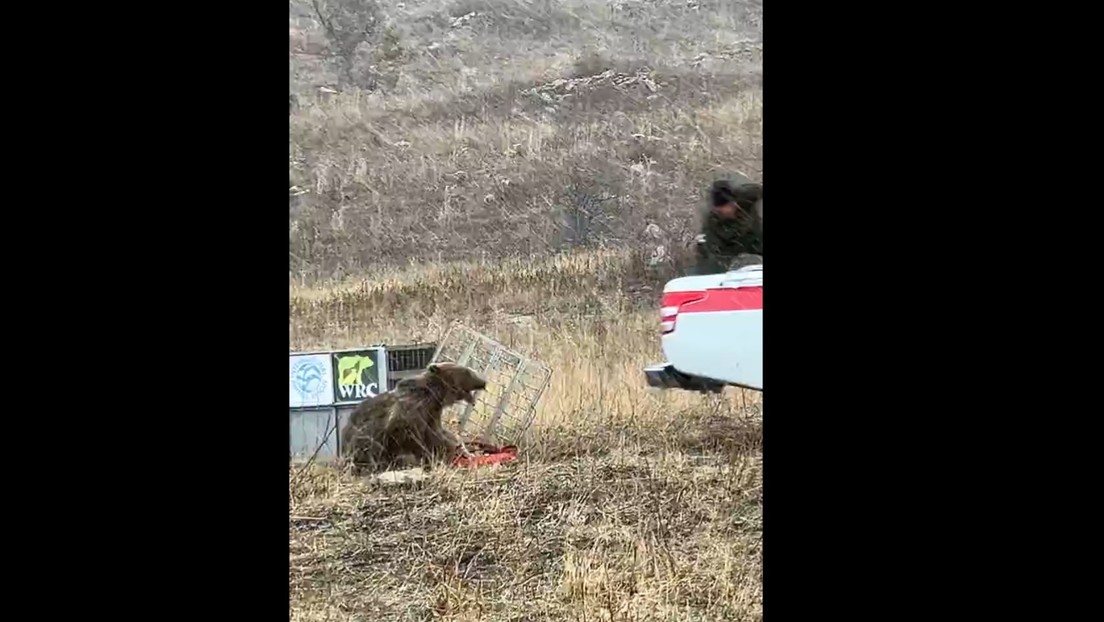 "Feroz instinto": un oso se lanza contra su cuidador al recobrar la libertad (VIDEO)