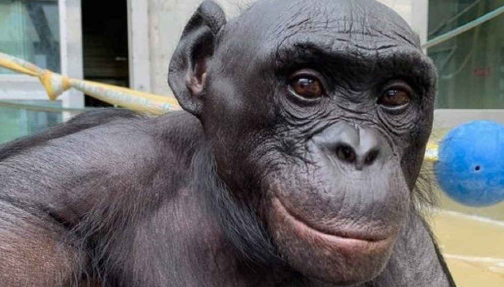Muere el bonobo 'genio', que podía entender inglés, encender fuego y jugar a 'Minecraft'