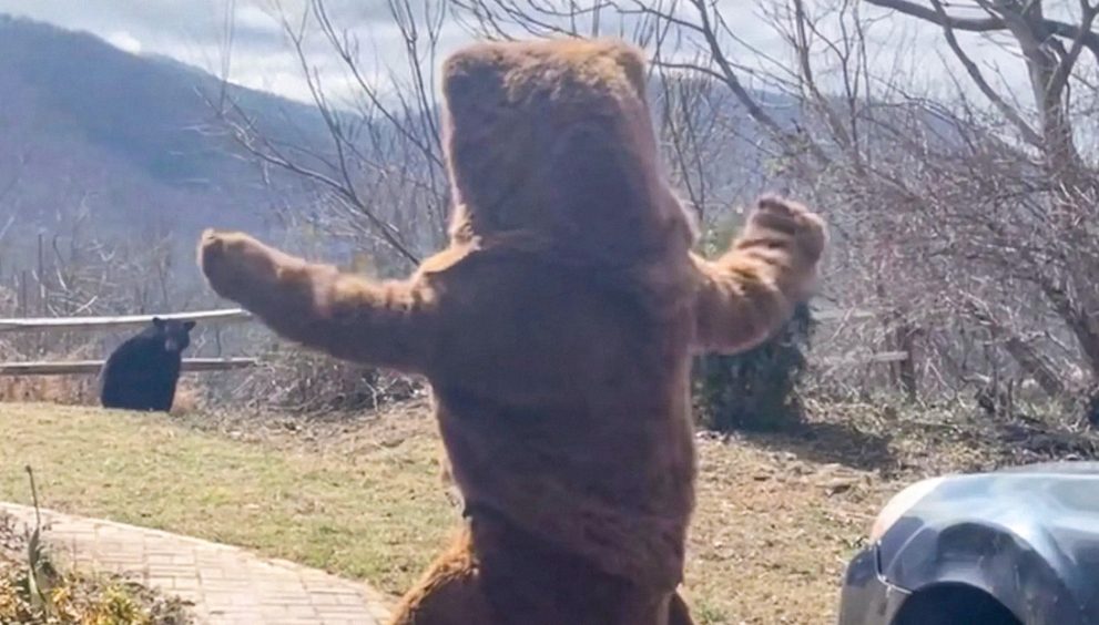 ¿Cómo ahuyentar a un oso de tu jardín? Este truco no tiene precio (VIDEO)
