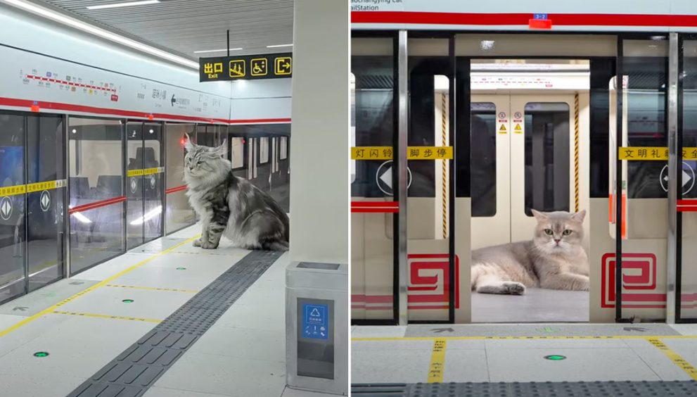 VIDEO: Joven chino estrena tren y estación de metro para gatos