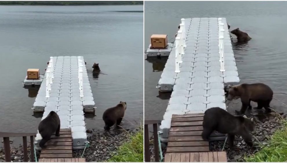"Inaudito": La sorprendente 'amistad' entre unas osas que desafían la naturaleza (VIDEO)